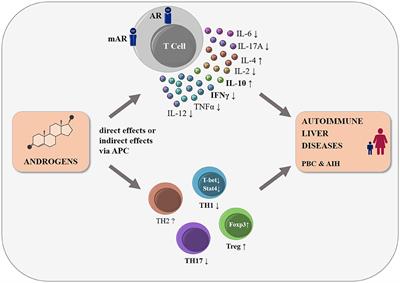 The Effects of Androgens on T Cells: Clues to Female Predominance in Autoimmune Liver Diseases?